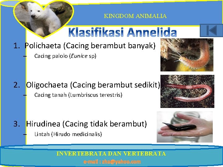 KINGDOM ANIMALIA 1. Polichaeta (Cacing berambut banyak) – Cacing palolo (Eunice sp) 2. Oligochaeta