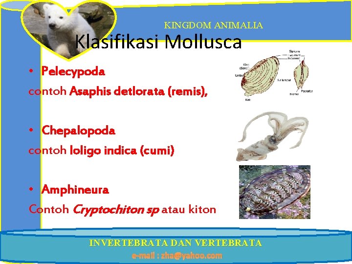 KINGDOM ANIMALIA Klasifikasi Mollusca • Pelecypoda contoh Asaphis detlorata (remis), • Chepalopoda contoh loligo