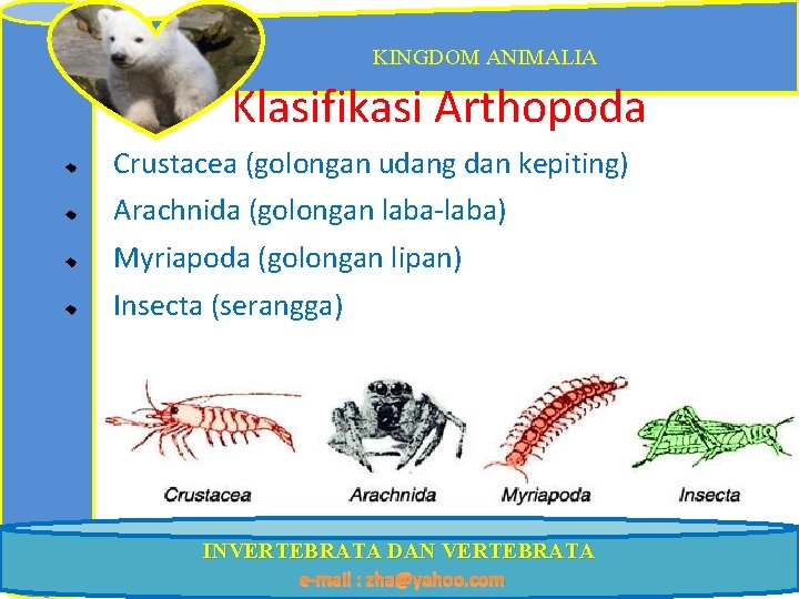 KINGDOM ANIMALIA Klasifikasi Arthopoda Crustacea (golongan udang dan kepiting) Arachnida (golongan laba-laba) Myriapoda (golongan
