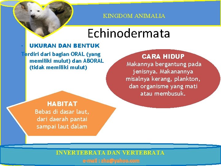 KINGDOM ANIMALIA Echinodermata • UKURAN DAN BENTUK Terdiri dari bagian ORAL (yang memiliki mulut)