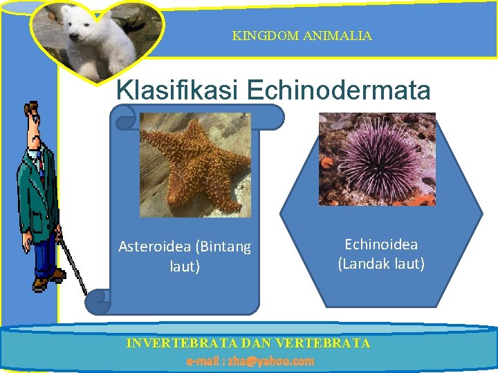 KINGDOM ANIMALIA Klasifikasi Echinodermata Asteroidea (Bintang laut) Echinoidea (Landak laut) INVERTEBRATA DAN VERTEBRATA e-mail