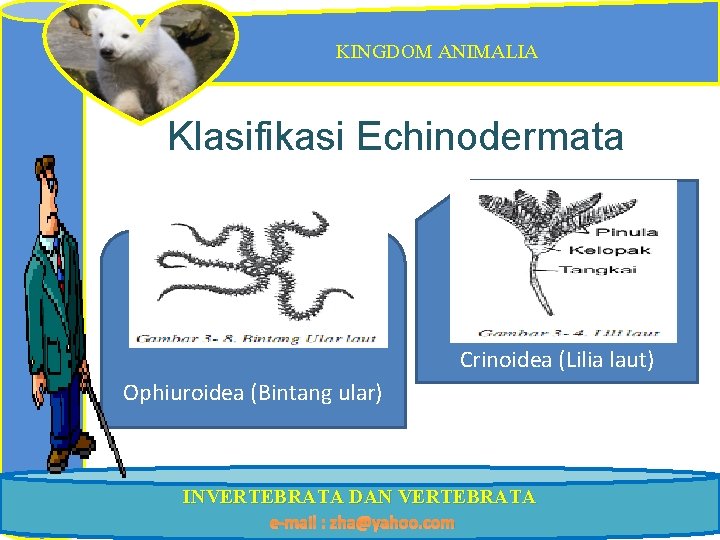 KINGDOM ANIMALIA Klasifikasi Echinodermata Crinoidea (Lilia laut) Ophiuroidea (Bintang ular) INVERTEBRATA DAN VERTEBRATA e-mail