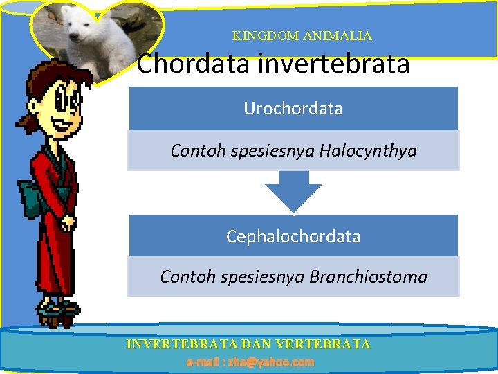 KINGDOM ANIMALIA Chordata invertebrata Urochordata Contoh spesiesnya Halocynthya Cephalochordata Contoh spesiesnya Branchiostoma INVERTEBRATA DAN