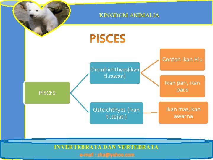 KINGDOM ANIMALIA Contoh ikan Hiu Chondrichthyes(ikan tl. rawan) PISCES Osteichthyes (ikan tl. sejati) INVERTEBRATA