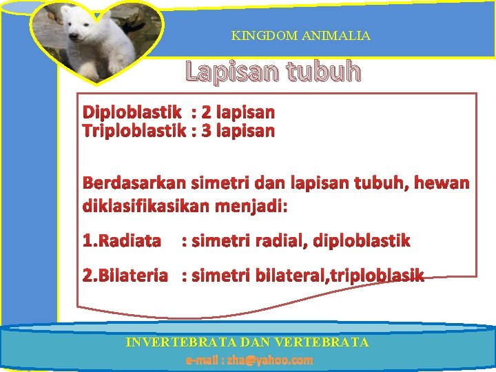 KINGDOM ANIMALIA Lapisan tubuh Diploblastik : 2 lapisan Triploblastik : 3 lapisan Berdasarkan simetri