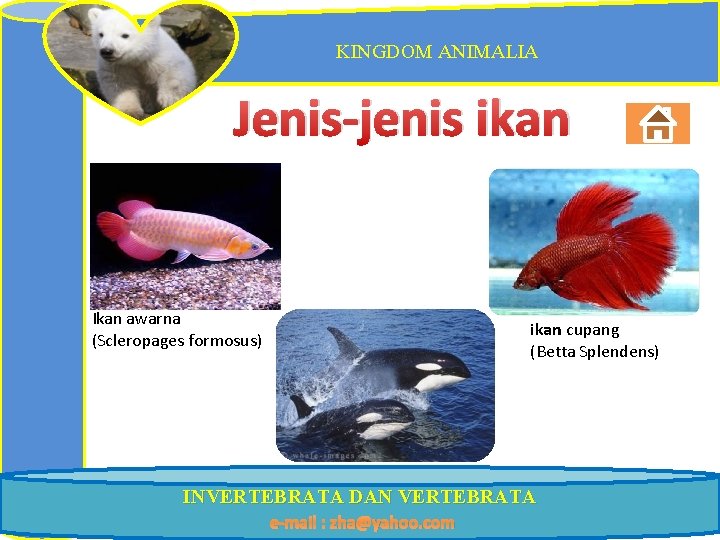 KINGDOM ANIMALIA Jenis-jenis ikan Ikan awarna (Scleropages formosus) ikan cupang (Betta Splendens) INVERTEBRATA DAN