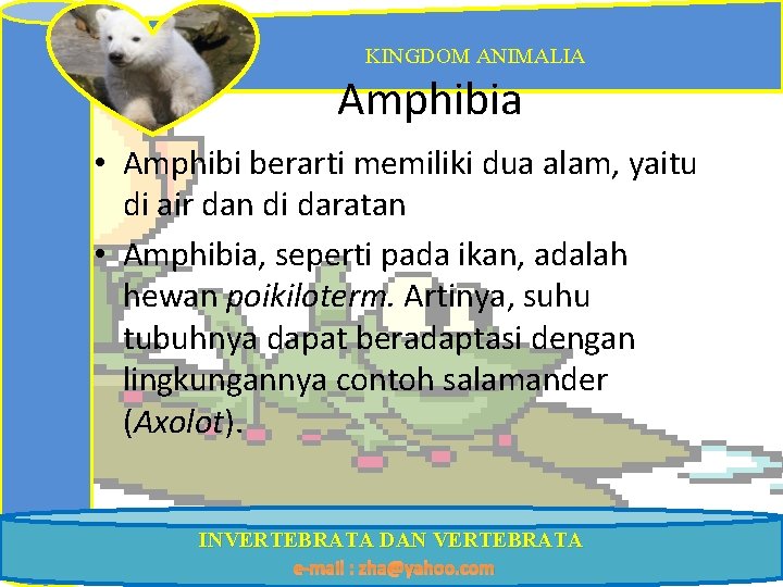 KINGDOM ANIMALIA Amphibia • Amphibi berarti memiliki dua alam, yaitu di air dan di