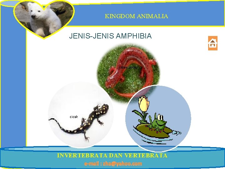 KINGDOM ANIMALIA JENIS-JENIS AMPHIBIA salamander cicak Katak INVERTEBRATA DAN VERTEBRATA e-mail : zha@yahoo. com