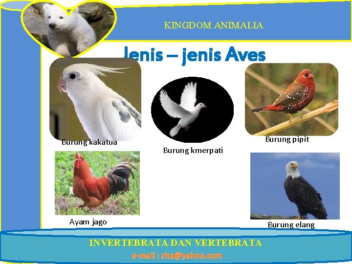 KINGDOM ANIMALIA Jenis – jenis Aves Burung kakatua Burung pipit Burung kmerpati Ayam jago
