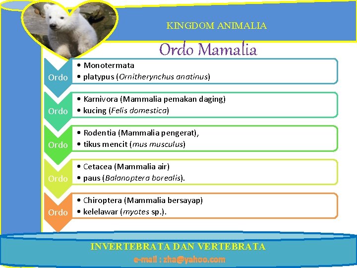 KINGDOM ANIMALIA Ordo Mamalia • Monotermata Ordo • platypus (Ornitherynchus anatinus) • Karnivora (Mammalia