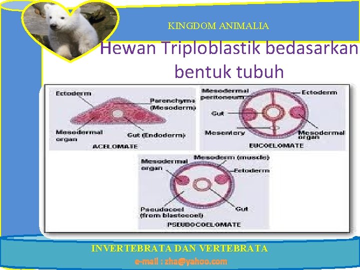 KINGDOM ANIMALIA Hewan Triploblastik bedasarkan bentuk tubuh INVERTEBRATA DAN VERTEBRATA e-mail : zha@yahoo. com