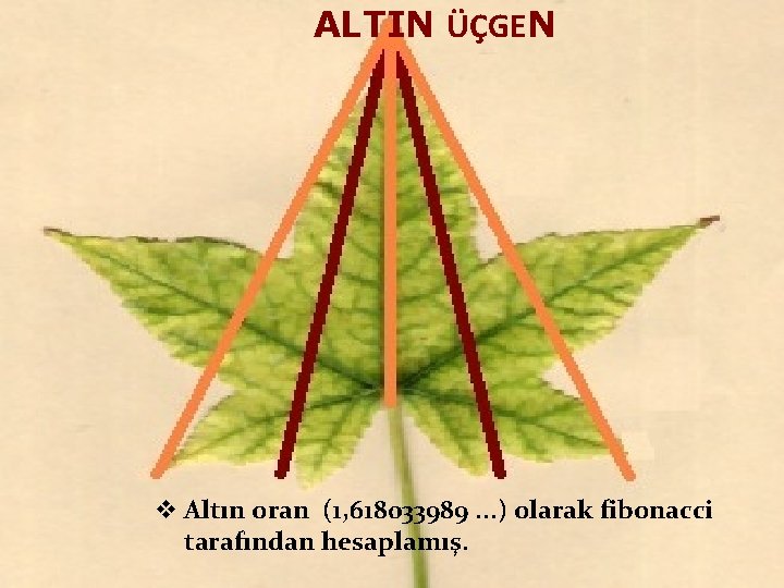 ALTIN ÜÇGEN v Altın oran (1, 618033989. . . ) olarak fibonacci tarafından hesaplamış.