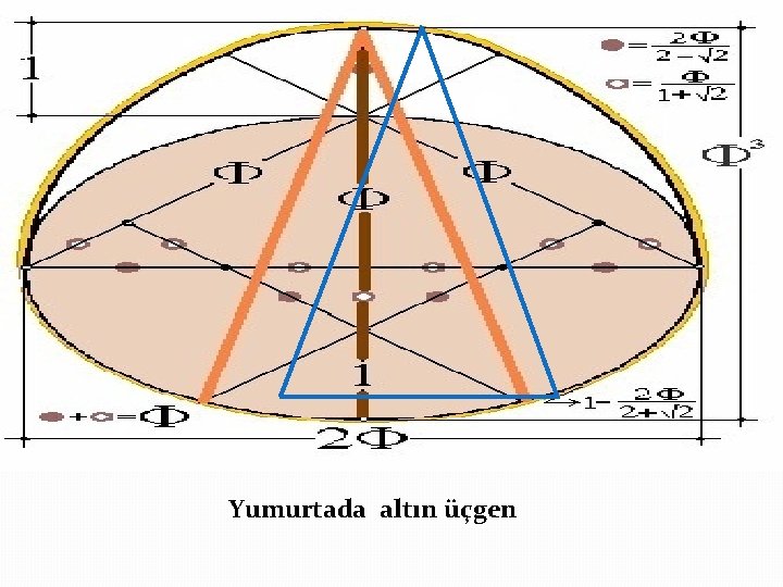 Yumurtada altın üçgen 