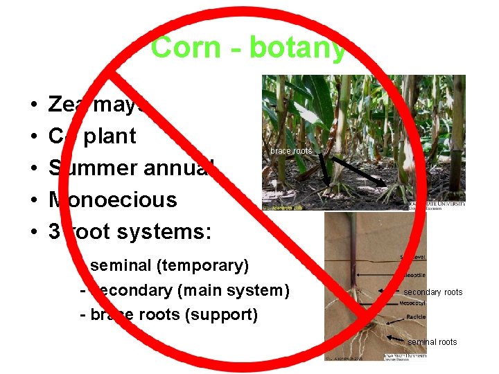 Corn - botany • • • Zea mays C 4 plant Summer annual Monoecious