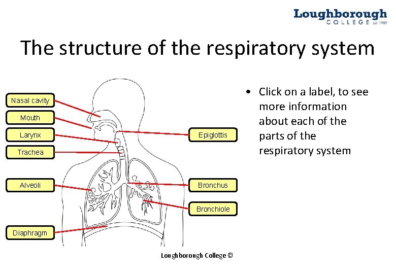 The structure of the respiratory system Nasal cavity Mouth Larynx Epiglottis Trachea Alveoli Bronchus