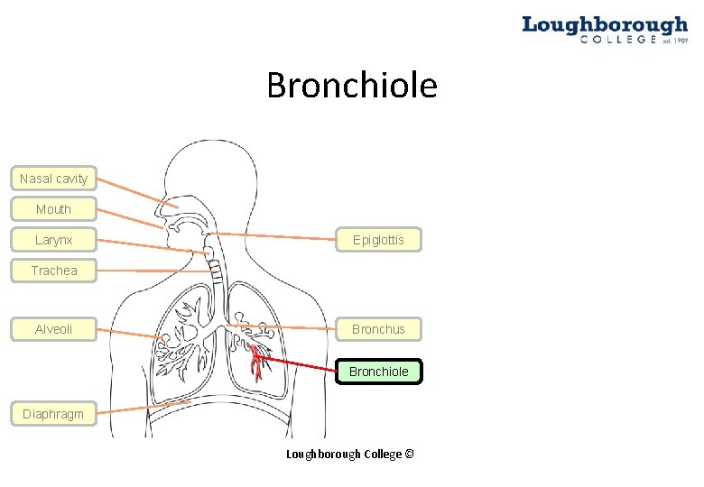 Bronchiole Nasal cavity Mouth Larynx Epiglottis Trachea Alveoli Bronchus Bronchiole Diaphragm Loughborough College ©