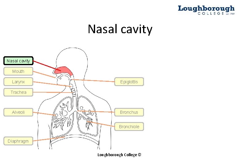 Nasal cavity Mouth Larynx Epiglottis Trachea Alveoli Bronchus Bronchiole Diaphragm Loughborough College © 