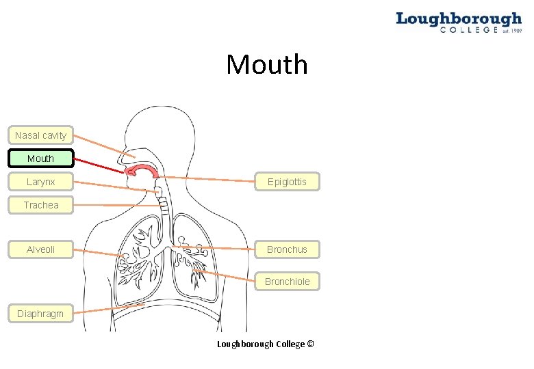 Mouth Nasal cavity Mouth Larynx Epiglottis Trachea Alveoli Bronchus Bronchiole Diaphragm Loughborough College ©