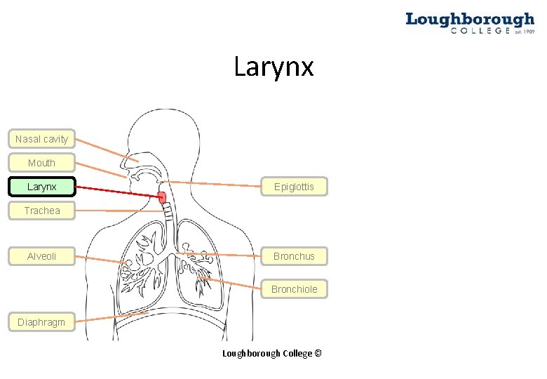 Larynx Nasal cavity Mouth Larynx Epiglottis Trachea Alveoli Bronchus Bronchiole Diaphragm Loughborough College ©