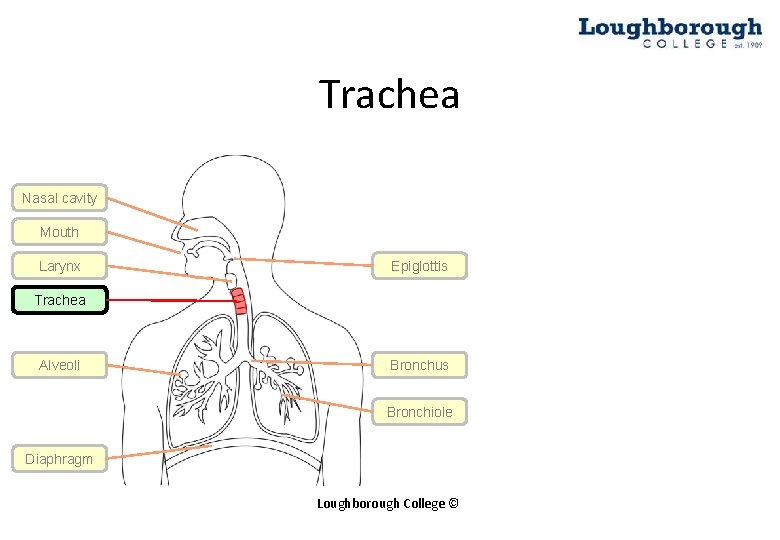 Trachea Nasal cavity Mouth Larynx Epiglottis Trachea Alveoli Bronchus Bronchiole Diaphragm Loughborough College ©