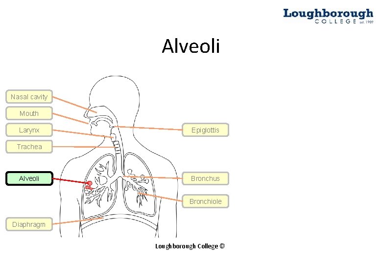 Alveoli Nasal cavity Mouth Larynx Epiglottis Trachea Alveoli Bronchus Bronchiole Diaphragm Loughborough College ©