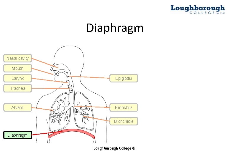 Diaphragm Nasal cavity Mouth Larynx Epiglottis Trachea Alveoli Bronchus Bronchiole Diaphragm Loughborough College ©