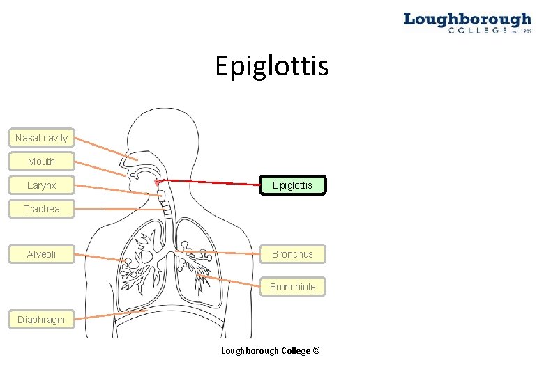 Epiglottis Nasal cavity Mouth Larynx Epiglottis Trachea Alveoli Bronchus Bronchiole Diaphragm Loughborough College ©