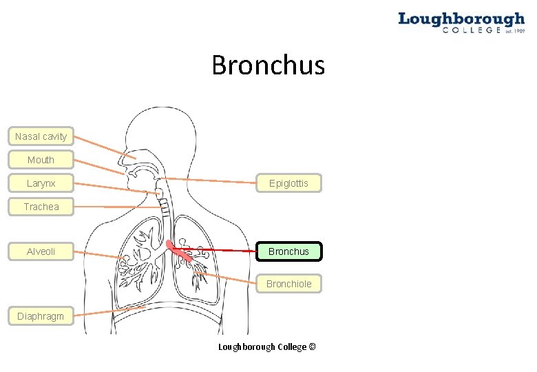 Bronchus Nasal cavity Mouth Larynx Epiglottis Trachea Alveoli Bronchus Bronchiole Diaphragm Loughborough College ©