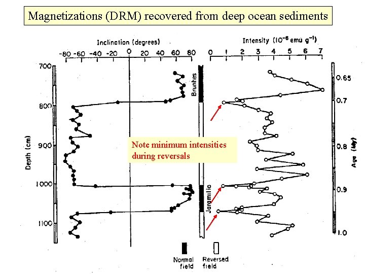 Magnetizations (DRM) recovered from deep ocean sediments Note minimum intensities during reversals 
