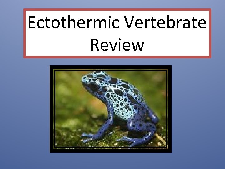 Ectothermic Vertebrate Review 