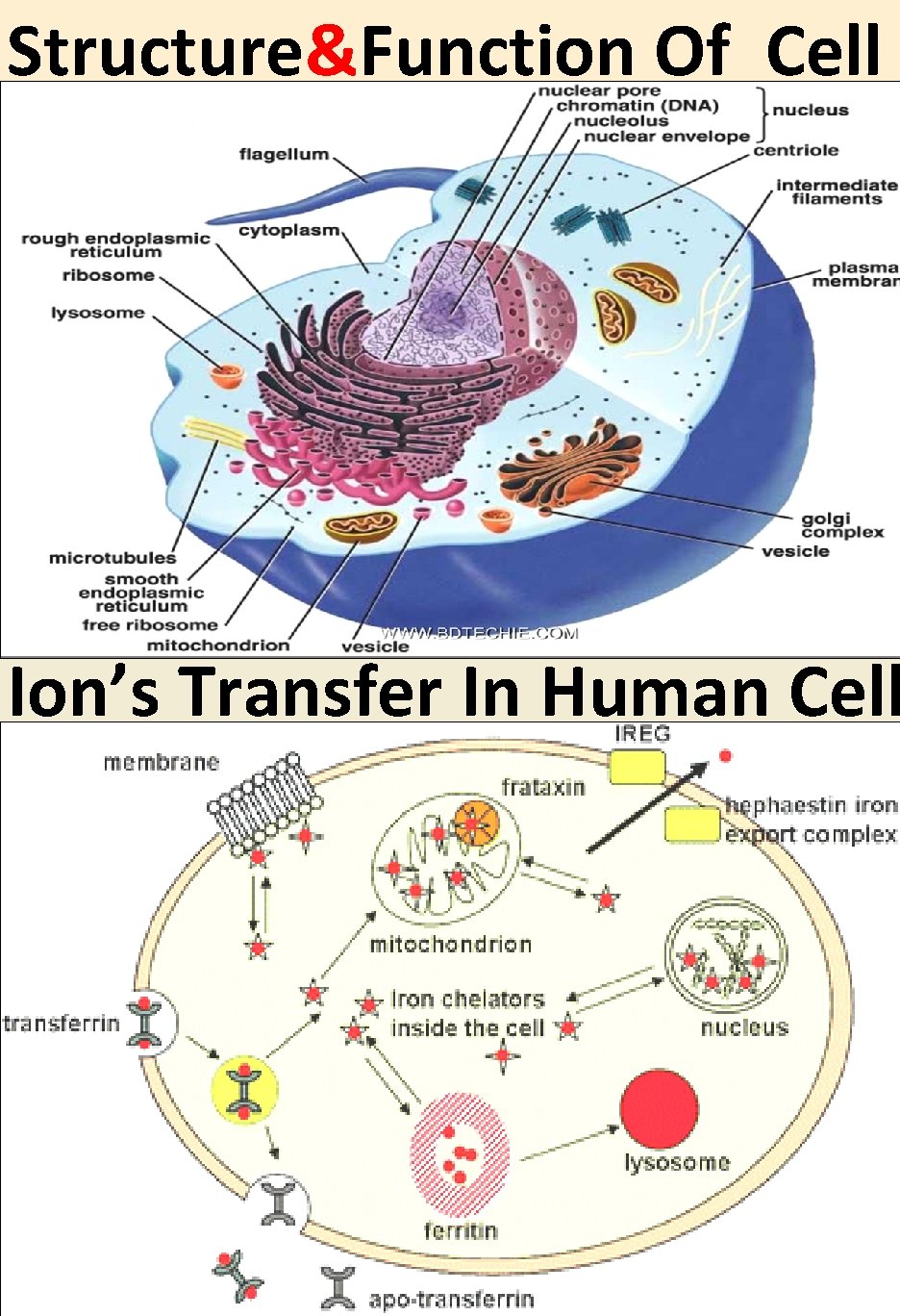 Structure&Function Of Cell Ion’s Transfer In Human Cell 