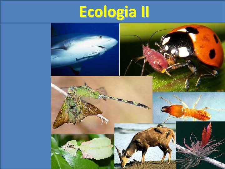 Ecologia II 