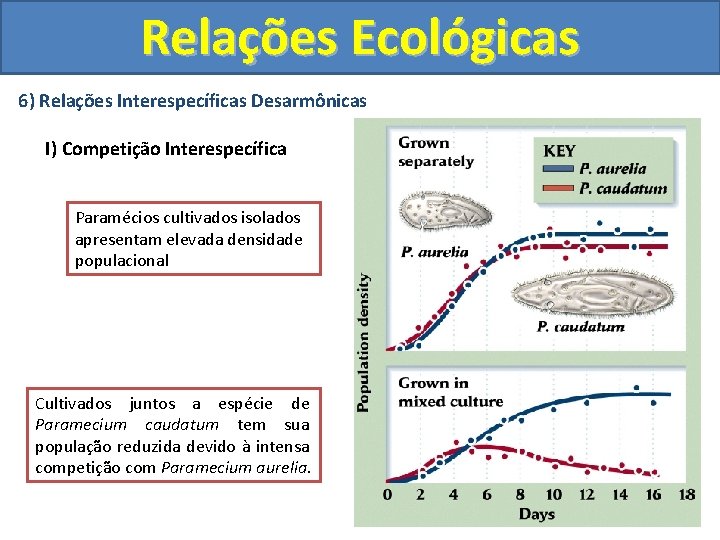 Relações Ecológicas 6) Relações Interespecíficas Desarmônicas I) Competição Interespecífica Paramécios cultivados isolados apresentam elevada