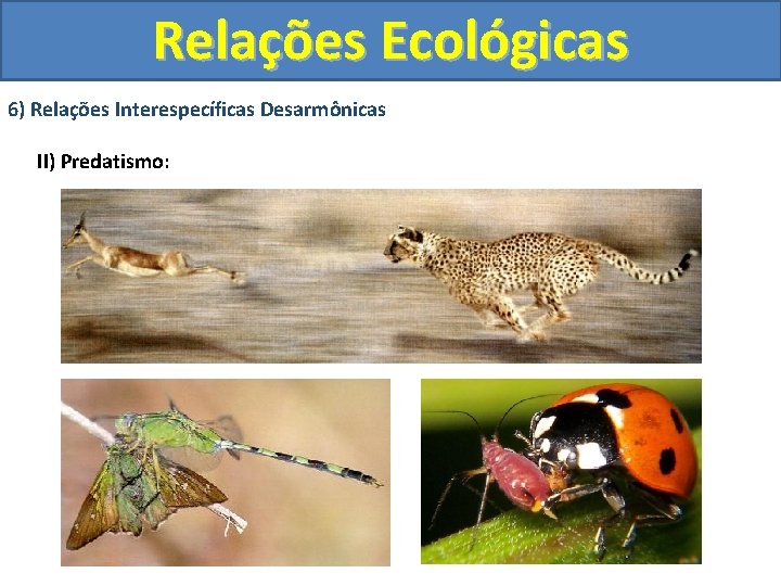 Relações Ecológicas 6) Relações Interespecíficas Desarmônicas II) Predatismo: 