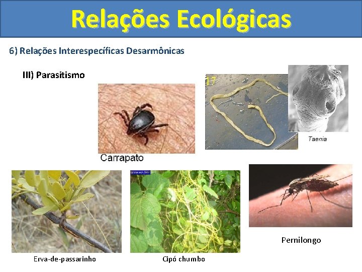 Relações Ecológicas 6) Relações Interespecíficas Desarmônicas III) Parasitismo Pernilongo Erva-de-passarinho Cipó chumbo 