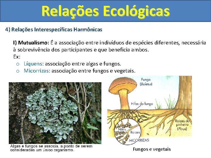 Relações Ecológicas 4) Relações Interespecíficas Harmônicas I) Mutualismo: É a associação entre indivíduos de