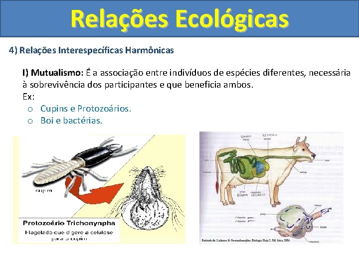 Relações Ecológicas 4) Relações Interespecíficas Harmônicas I) Mutualismo: É a associação entre indivíduos de