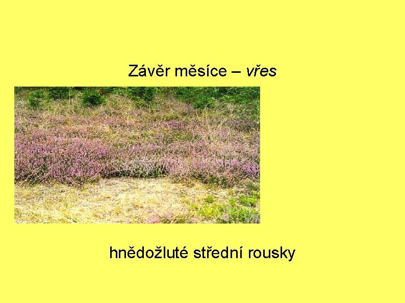 Závěr měsíce – vřes hnědožluté střední rousky 