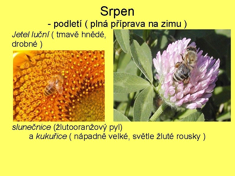 Srpen - podletí ( plná příprava na zimu ) Jetel luční ( tmavě hnědé,