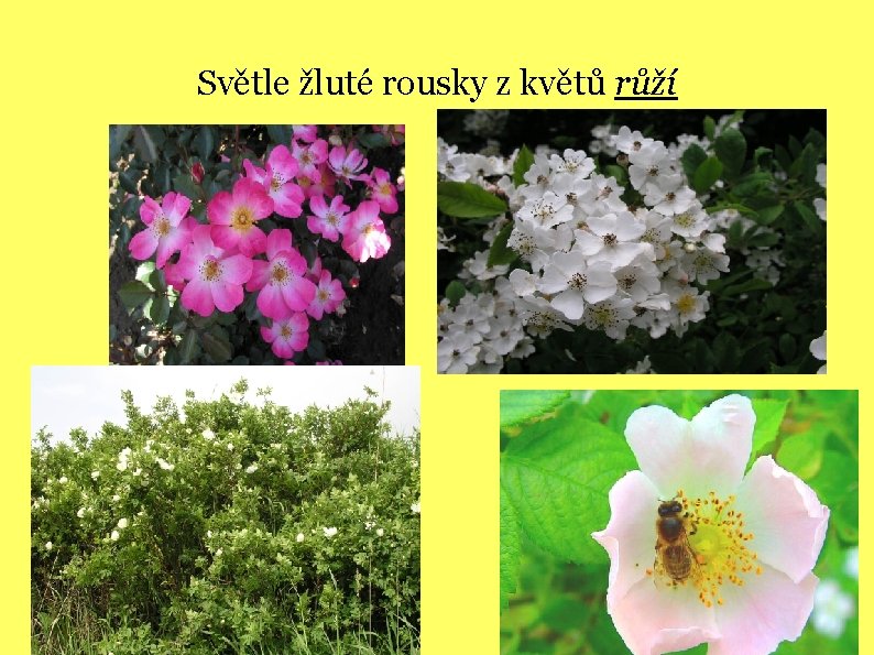 Světle žluté rousky z květů růží 