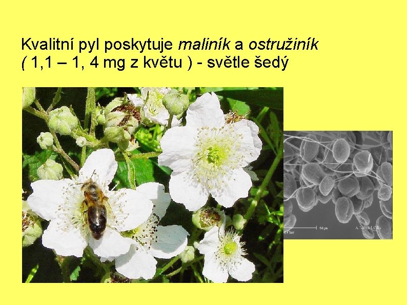 Kvalitní pyl poskytuje maliník a ostružiník ( 1, 1 – 1, 4 mg z