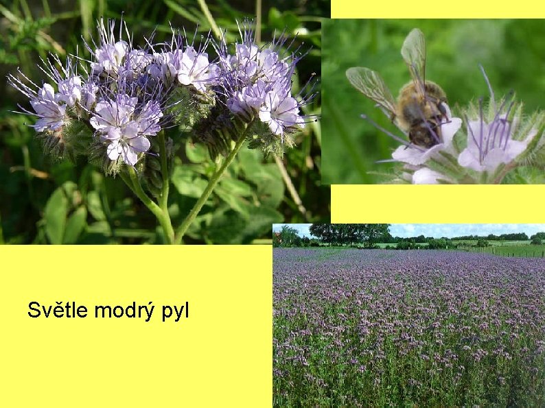 Světle modrý pyl 