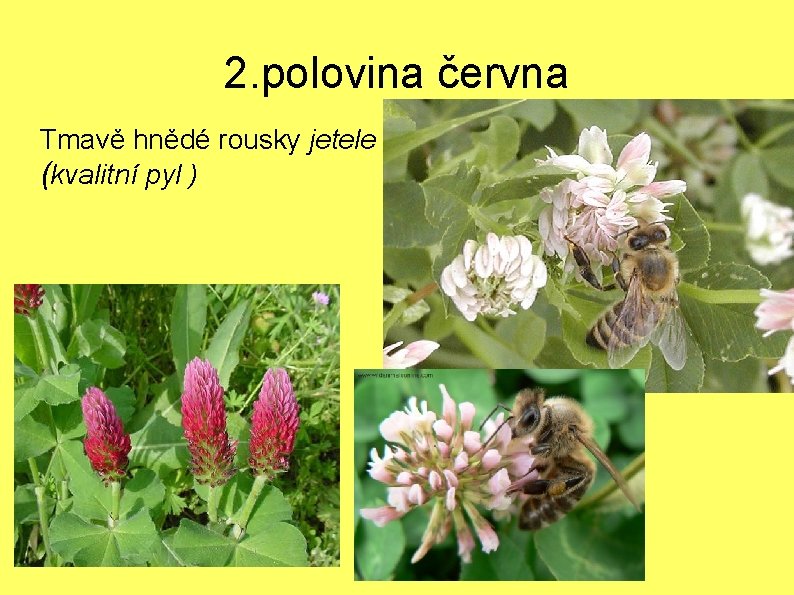 2. polovina června Tmavě hnědé rousky jetele (kvalitní pyl ) 