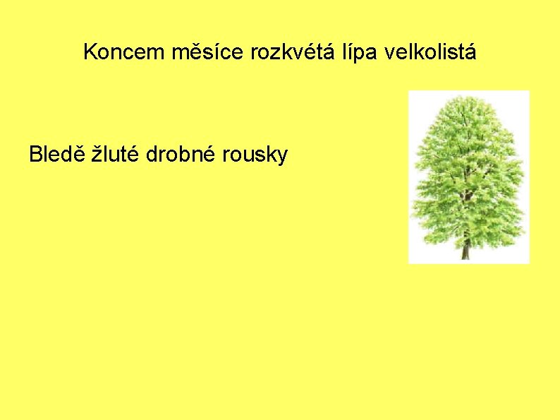 Koncem měsíce rozkvétá lípa velkolistá Bledě žluté drobné rousky 