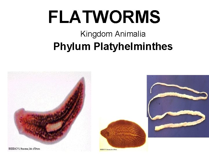 FLATWORMS Kingdom Animalia Phylum Platyhelminthes 