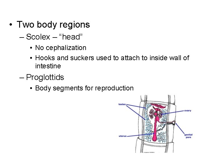  • Two body regions – Scolex – “head” • No cephalization • Hooks