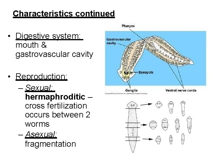 Characteristics continued • Digestive system: mouth & gastrovascular cavity • Reproduction: – Sexual: hermaphroditic