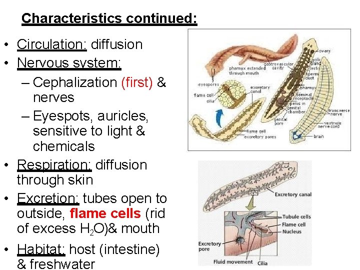 Characteristics continued: • Circulation: diffusion • Nervous system: – Cephalization (first) & nerves –