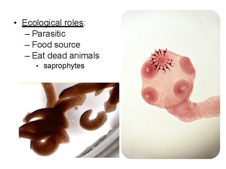  • Ecological roles: – Parasitic – Food source – Eat dead animals •