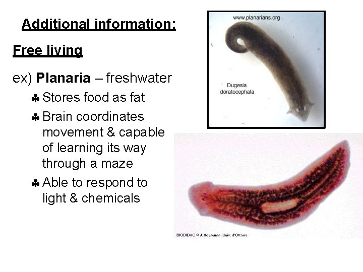 Additional information: Free living ex) Planaria – freshwater Stores food as fat Brain coordinates